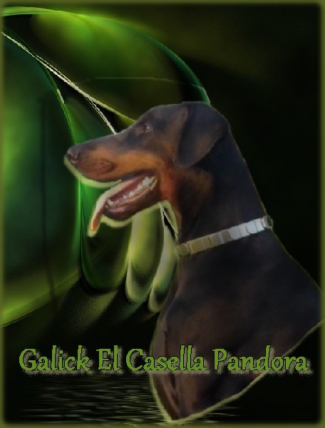 Galick el casella pandora