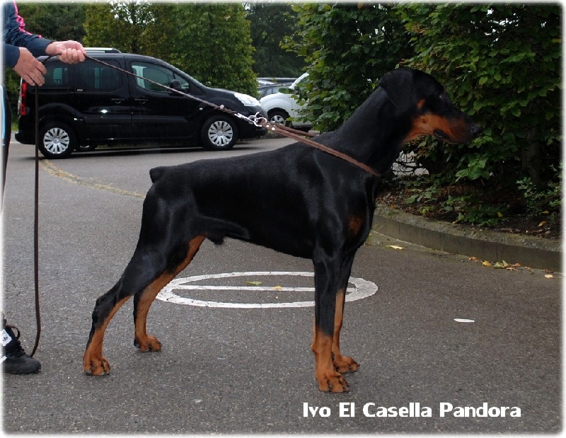 Ivo el casella pandora
