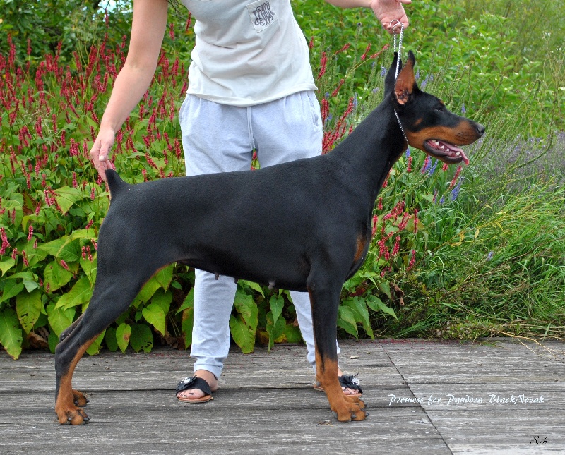 Promess for pandora black novak