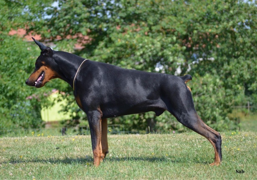 Noah de black shadow
