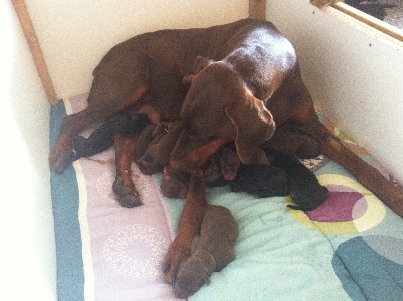 Chiot Dobermann el casella pandora