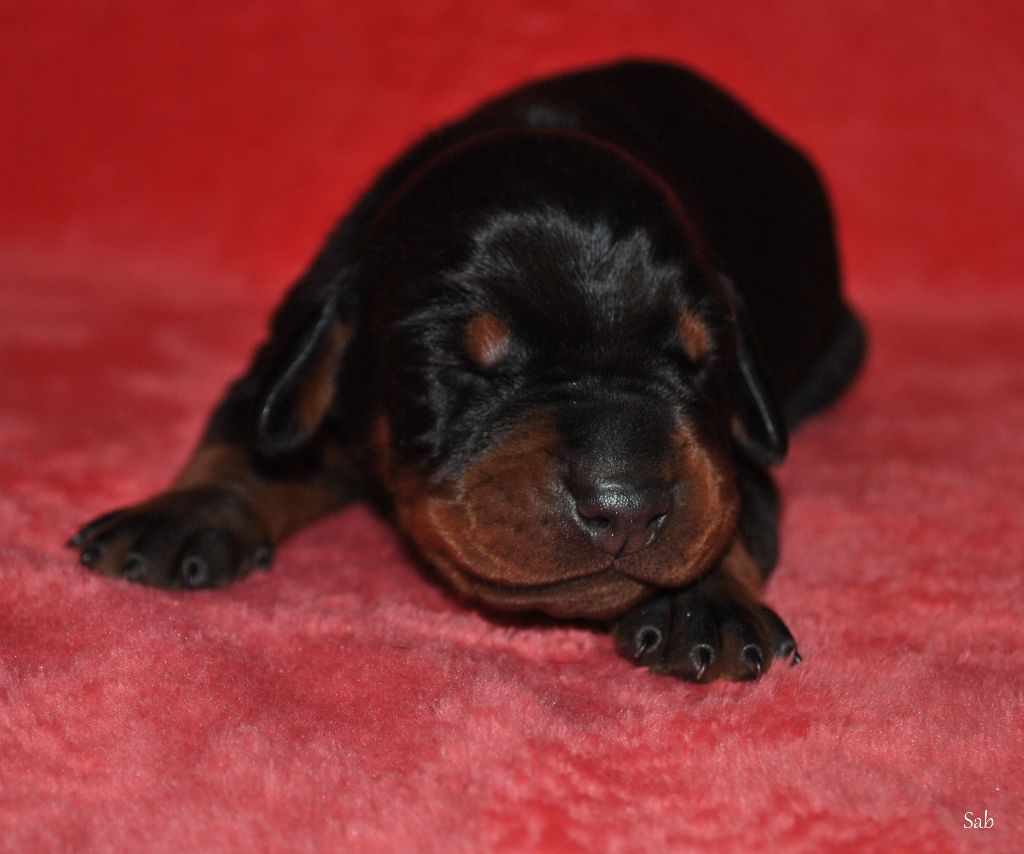 el casella pandora - Dobermann - Portée née le 27/02/2017