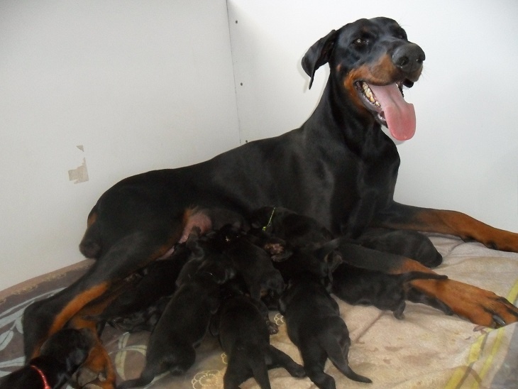 el casella pandora - Dobermann - Portée née le 02/07/2011