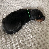 CHIOT