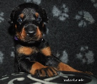 CHIOT