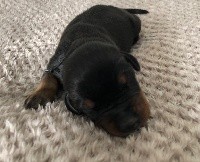 CHIOT