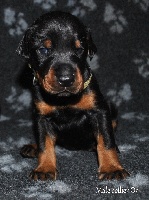 CHIOT