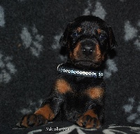 CHIOT