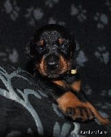 CHIOT
