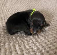 CHIOT