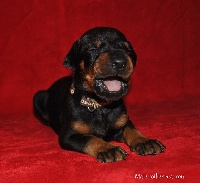 CHIOT