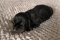CHIOT