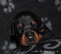 CHIOT