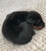 CHIOT