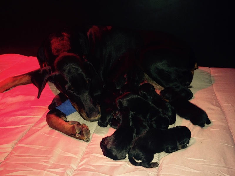 el casella pandora - Dobermann - Portée née le 08/02/2015